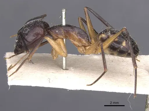 Camponotus maculatus - CASENT0911991