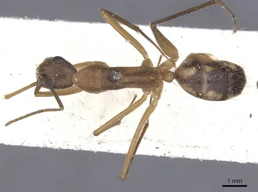 Camponotus maculatus - CASENT0911992