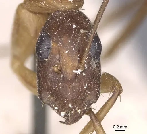 Camponotus maculatus - CASENT0911992