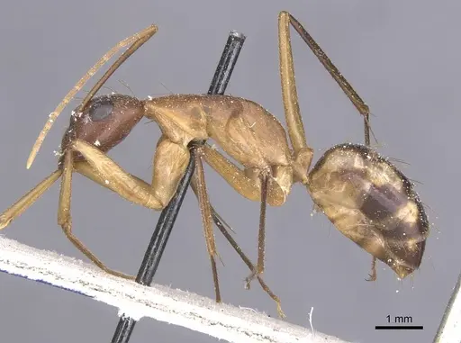 Camponotus maculatus - CASENT0911992