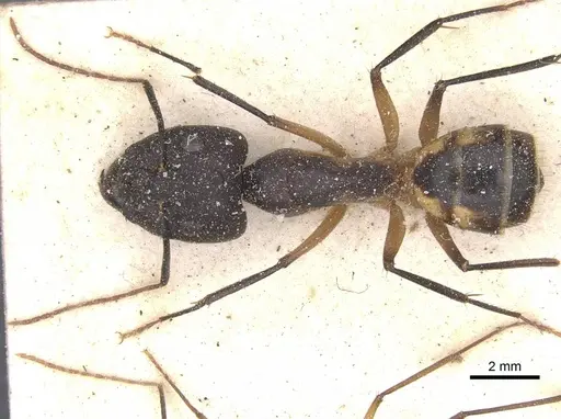 Camponotus maculatus - CASENT0911993