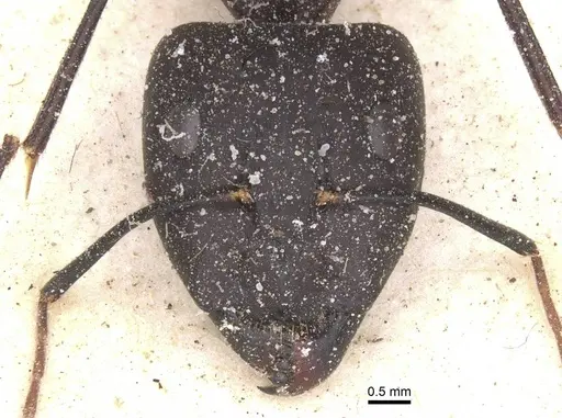 Camponotus maculatus - CASENT0911993