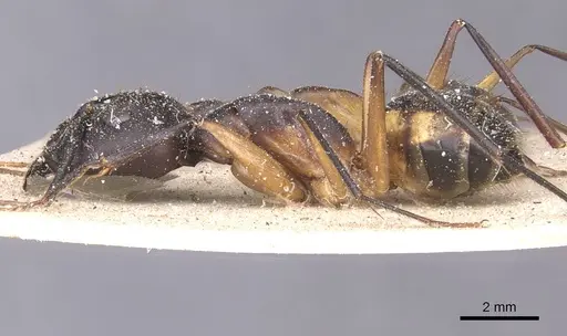 Camponotus maculatus - CASENT0911993