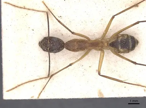 Camponotus maculatus - CASENT0911994