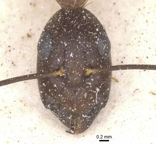 Camponotus maculatus - CASENT0911994