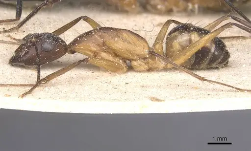 Camponotus maculatus - CASENT0911994