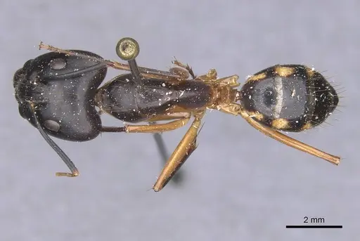 Camponotus maculatus - CASENT0911995