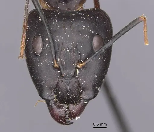 Camponotus maculatus - CASENT0911995