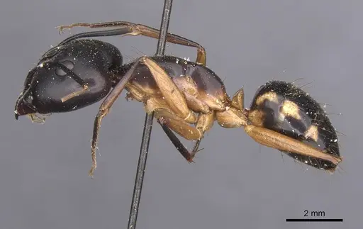 Camponotus maculatus - CASENT0911995