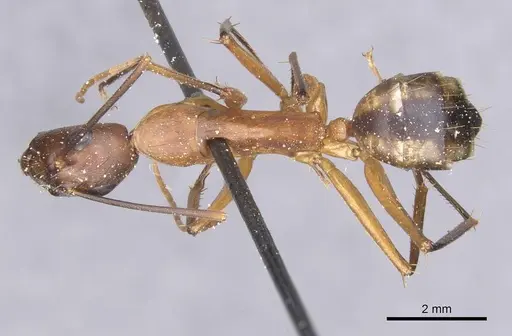 Camponotus maculatus - CASENT0911996