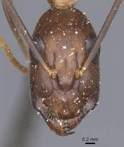 Camponotus maculatus - CASENT0911996