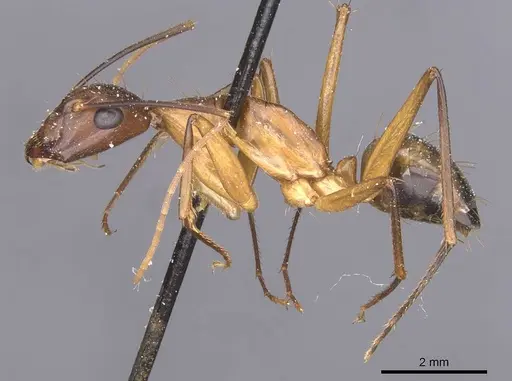 Camponotus maculatus - CASENT0911996