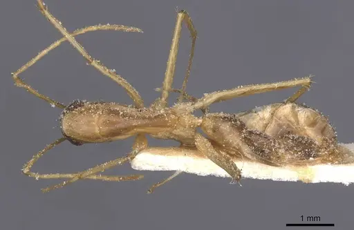 Camponotus maculatus - CASENT0911997