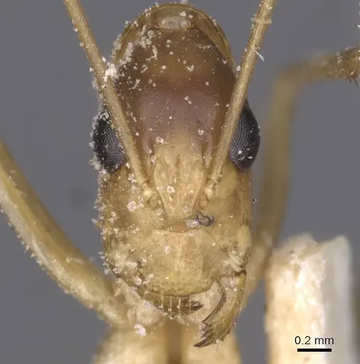 Camponotus maculatus - CASENT0911997