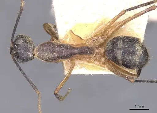 Camponotus maculatus - CASENT0911998