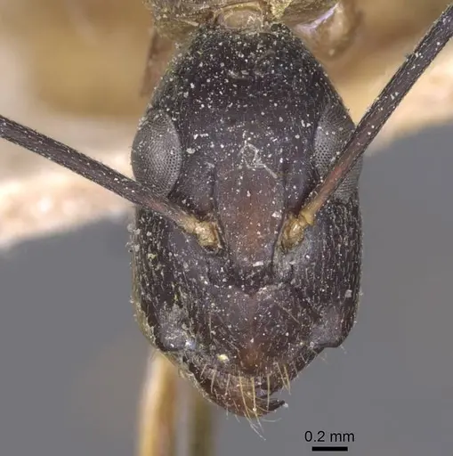 Camponotus maculatus - CASENT0911998