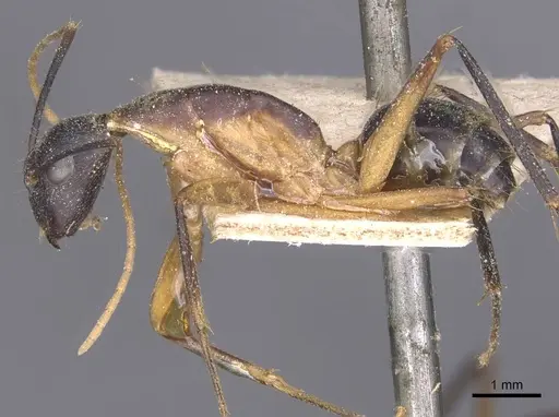 Camponotus maculatus - CASENT0911998