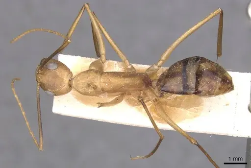 Camponotus maculatus - CASENT0913695