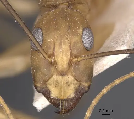 Camponotus maculatus - CASENT0913695