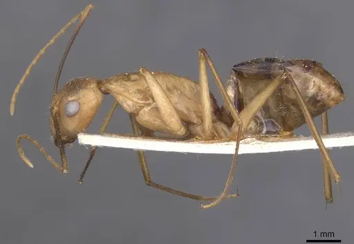 Camponotus maculatus - CASENT0913695