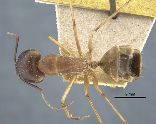 Camponotus maculatus - CASENT0917147