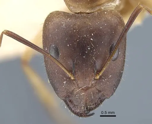 Camponotus maculatus - CASENT0917147