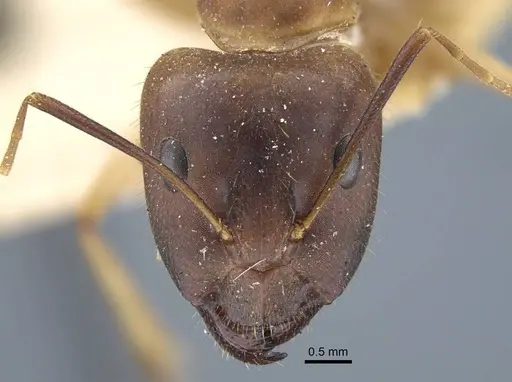 Camponotus maculatus - CASENT0917147