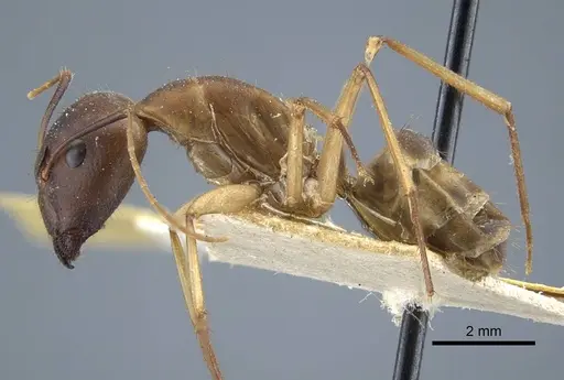 Camponotus maculatus - CASENT0917147