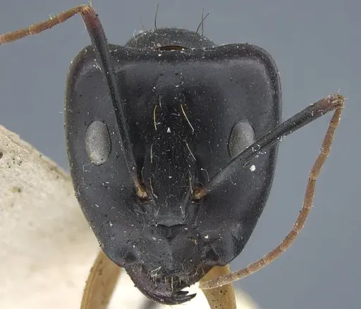 Camponotus maculatus - CASENT0917148