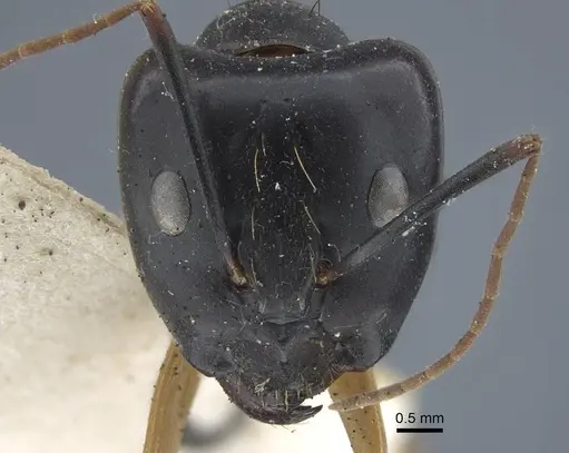 Camponotus maculatus - CASENT0917148