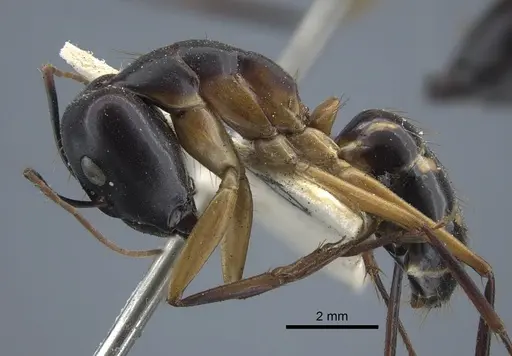 Camponotus maculatus - CASENT0917148