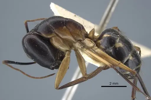 Camponotus maculatus - CASENT0917148
