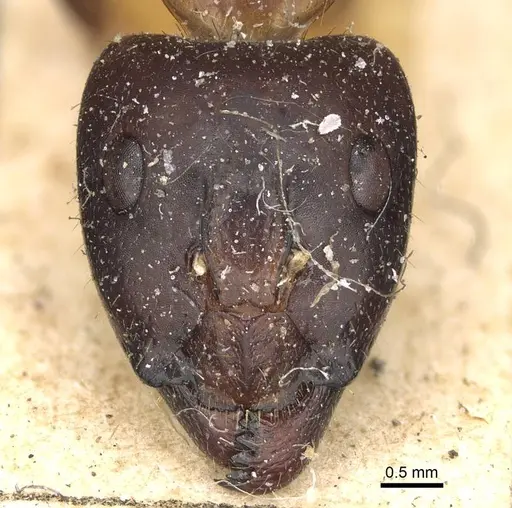 Camponotus maculatus - CASENT0922413