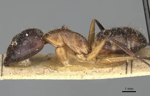 Camponotus maculatus - CASENT0922413