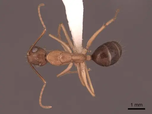 Camponotus maculatus - FMNHINS0000065575