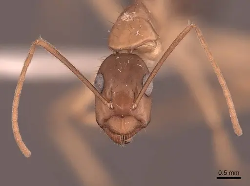 Camponotus maculatus - FMNHINS0000065575