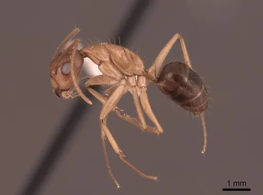 Camponotus maculatus - FMNHINS0000065575