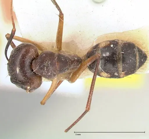 Camponotus maculatus - FOCOL0560