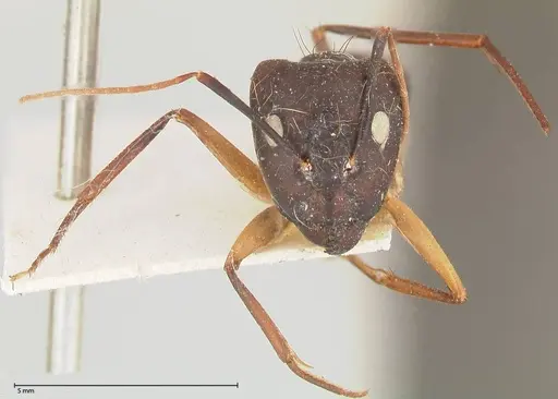 Camponotus maculatus - FOCOL0560