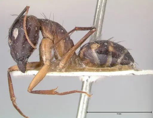 Camponotus maculatus - FOCOL0560