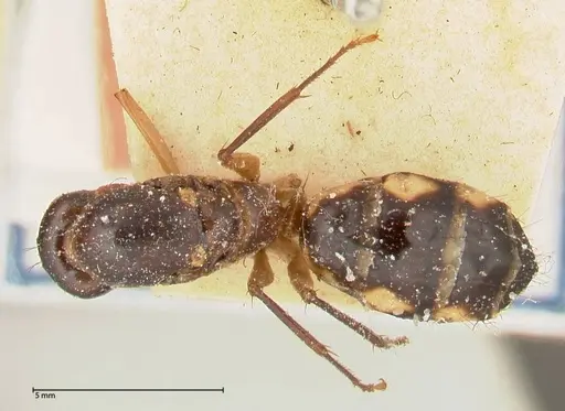 Camponotus maculatus - FOCOL0561