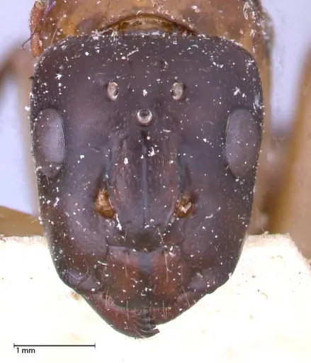 Camponotus maculatus - FOCOL0561