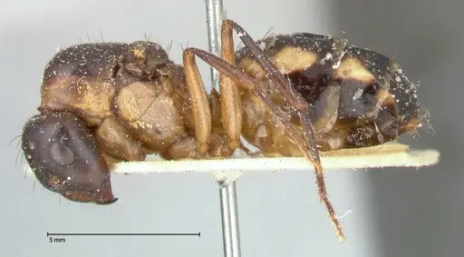 Camponotus maculatus - FOCOL0561