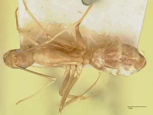 Camponotus maculatus - FOCOL2330