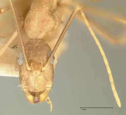 Camponotus maculatus - FOCOL2330