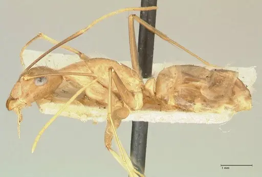 Camponotus maculatus - FOCOL2330