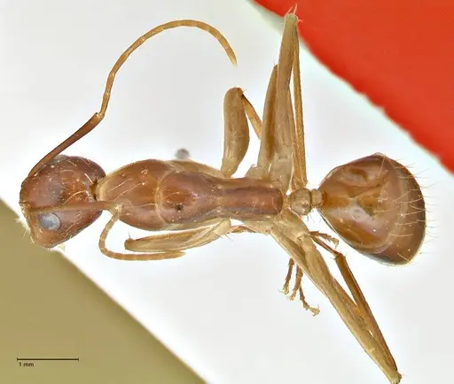 Camponotus maculatus - FOCOL2361