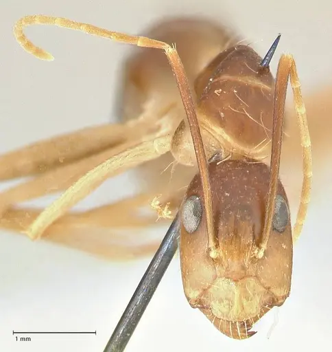 Camponotus maculatus - FOCOL2361