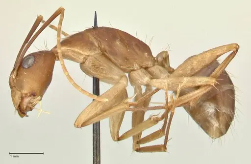 Camponotus maculatus - FOCOL2361