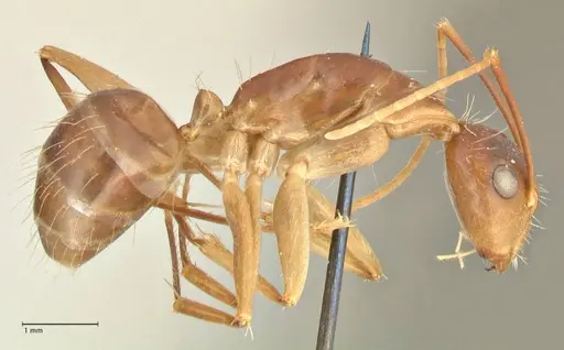 Camponotus maculatus - FOCOL2361